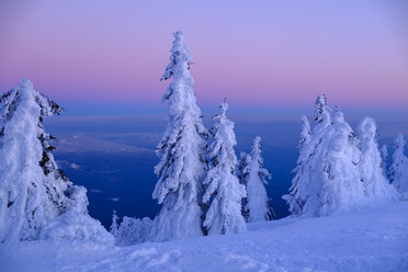 Germany, Bavaria, Bavarian Forest in winter, Great Arber, Arbermandl, snow-capped spruces at sunset - LBF02377