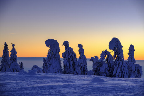 Deutschland, Bayern, Bayerischer Wald im Winter, Großer Arber, Arbermandl, schneebedeckte Fichten bei Sonnenuntergang - LBF02378