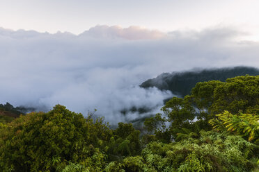 USA, Hawaii, Koke'e State Park, Koke'e State Park, Blick auf das Kalalau-Tal - FOF10464