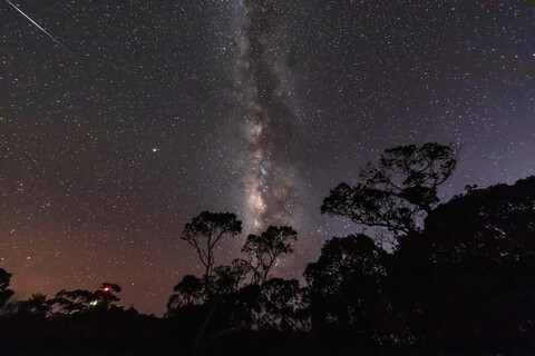 USA, Hawaii, Koke'e State Park, Milchstraße und Bäume bei Nacht, lizenzfreies Stockfoto