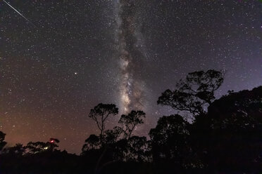 USA, Hawaii, Koke'e State Park, Milky way and trees at night - FOF10470