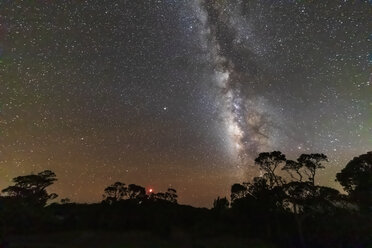 USA, Hawaii, Koke'e State Park, Milchstraße und Bäume bei Nacht - FOF10471