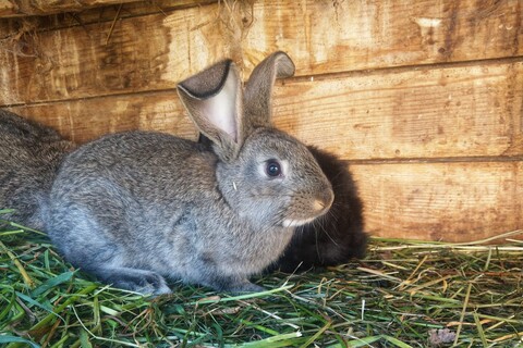 Kaninchen, Gras, lizenzfreies Stockfoto