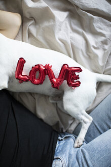 Woman and dog on bed with love foil balloon - JPF00352