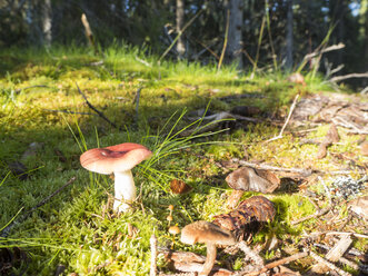 Wachsende Pilze auf einer Lichtung, Jamtland, Schweden - HUSF00020