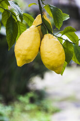 Zitronen auf einem Baum, Italien - FLMF00139
