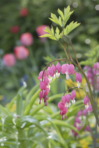 Leierkastenblume im Garten, lizenzfreies Stockfoto