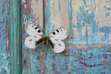 Schmetterling auf abblätterndem türkisfarbenem Holz - CRF02833