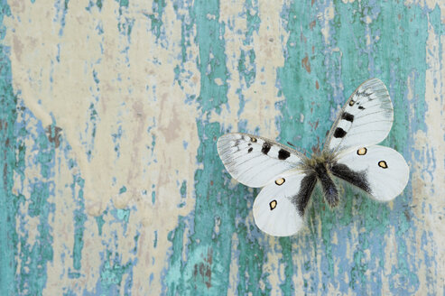 Schmetterling auf abblätterndem türkisfarbenem Holz - CRF02834