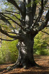 Germany, Bavaria, old beech tree in autumn - CRF02835