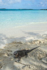 Caribbean, Bahamas, Exuma, Iguana on a white sand beach - RUNF01318