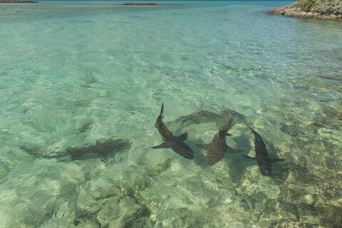Karibik, Bahamas, Exuma, Zitronenhaie schwimmen im türkisfarbenen Wasser, lizenzfreies Stockfoto