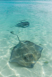 Karibik, Bahamas, Exuma, Rochen schwimmen im klaren türkisfarbenen Wasser - RUNF01327