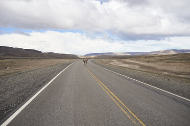 Argentinien, Patagonien, Nationale Route 40, Guanako überquert leere Straße inmitten der Wüste - IGGF00786