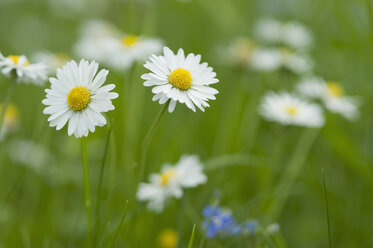 Blühende Gänseblümchen auf der Wiese - CRF02836