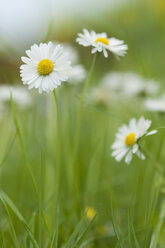 Blühende Gänseblümchen auf der Wiese - CRF02837