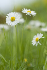 Daisies blooming in meadow - CRF02837