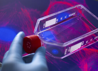 Zellbiologe beim Betrachten von Stammzellen, die in einem Kulturgefäß in rotem Wachstumsmedium kultiviert wurden, mit dem Mikroskopbild der Zellstruktur im Hintergrund - ABRF00328