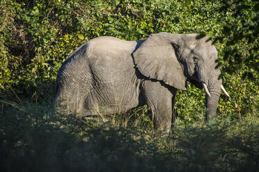 Sambia, South Luangwa National Park, Afrikanischer Elefant - RUNF01355