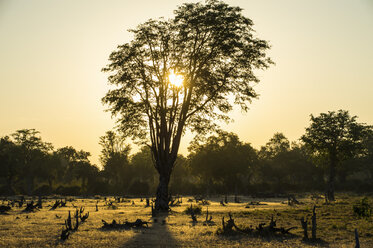 Sambia, South Luangwa National Park, Gegenlicht eines Baumes bei Sonnenuntergang - RUNF01361