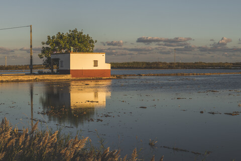 Spanien, Ebro-Delta, Reisfelder bei Sonnenuntergang, lizenzfreies Stockfoto