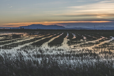 Spain, Ebro Delta, rice paddies at sunset - KEBF01174