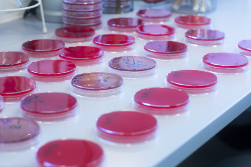 Petri dishes with growth medium in lab - SGF02262