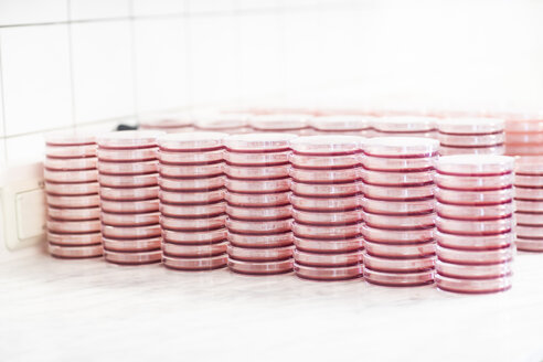 Petri dishes stacked on lab table - SGF02277