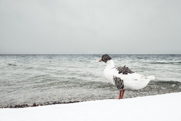 Grey goose, Anser anser, at Lake Starnberg in winter - WFF00001