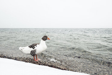 Grey goose, Anser anser, at Lake Starnberg in winter - WFF00002