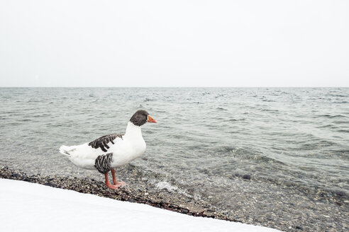 Graugans, Anser anser, am Starnberger See im Winter - WFF00002