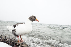 Graugans, Anser anser, am Starnberger See im Winter - WFF00003