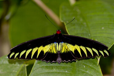 Malaysia, Borneo, Sabah, Kinabalu Park, Raja Brooke's Vogelschwinge auf Blatt - ZCF00688