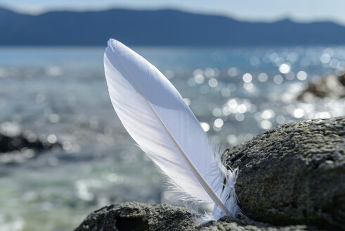 France, Corsica, Bonifacio, white feather at rock - LBF02380