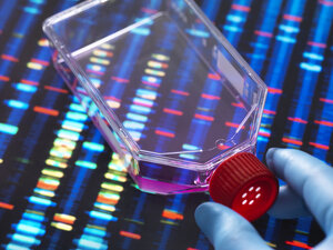 Gentechnik, Wissenschaftler betrachtet Zellen in einem Kulturgefäß mit einem DNA-Profil auf einem Bildschirm im Hintergrund, das die Genbearbeitung veranschaulicht - ABRF00336