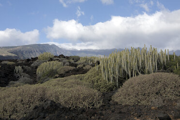 Spain, Tenerife, Malpais de Guimar, cacti growing in volcanic landscape - PSTF00305