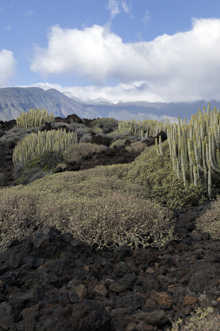 Spanien, Teneriffa, Malpais de Guimar, Kakteen in vulkanischer Landschaft, lizenzfreies Stockfoto