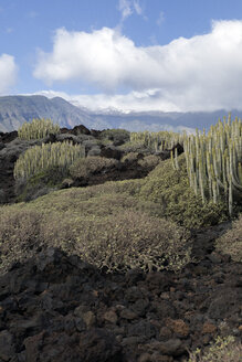 Spanien, Teneriffa, Malpais de Guimar, Kakteen in vulkanischer Landschaft - PSTF00306