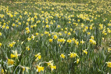 Deutschland, Nordrhein-Westfalen, Naturpark Hohes Venn Eifel, Narzissen im Frühling - GWF05880