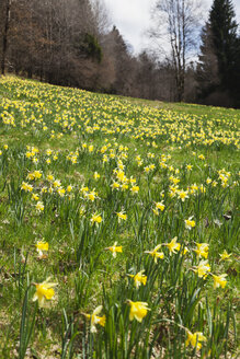 Germany, North Rhine-Westphalia, High Fens Eifel Nature Park, daffodils in spring - GWF05881
