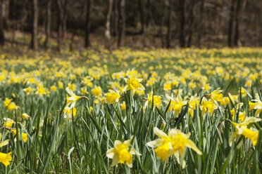 Deutschland, Nordrhein-Westfalen, Naturpark Hohes Venn Eifel, Narzissen im Frühling - GWF05882