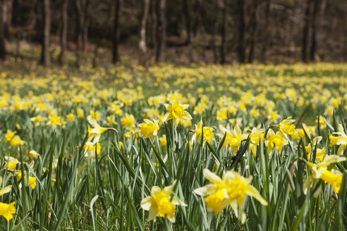 Germany, North Rhine-Westphalia, High Fens Eifel Nature Park, daffodils in spring - GWF05882