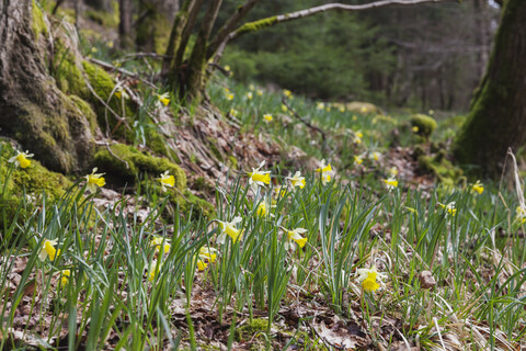Deutschland, Nordrhein-Westfalen, Naturpark Hohes Venn Eifel, Narzissen im Frühling, lizenzfreies Stockfoto