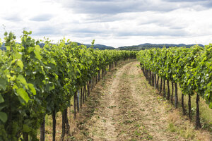 Österreich, Bezirk Krems-Land, Weinberg - AIF00588