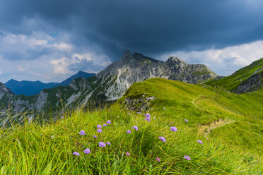 Deutschland, Bayern, Allgäu, Allgäuer Alpen, Armeria alpina Blumen - WGF01300