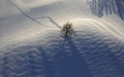 Eiche im Schnee, Luftaufnahme - LHF00598