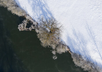 Baum an der Loisach im Winter - LHF00599