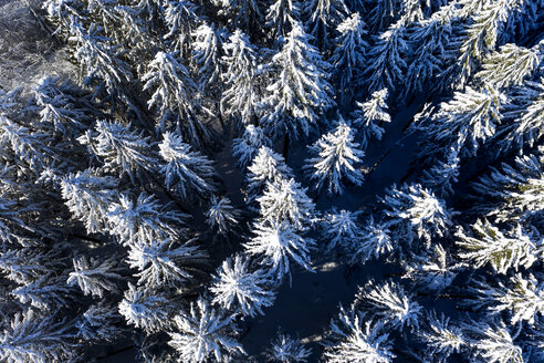 Luftaufnahme von Fichten im Winter - LHF00600