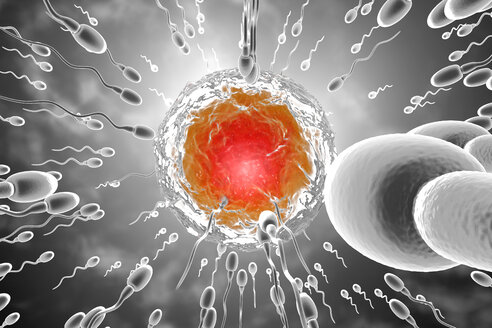 3D gerenderte Illustration, Visualisierung von Spermien, die zu einer Eizelle rasen, um sie zu befruchten - SPCF00356