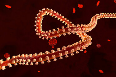 3D gerenderte Illustration eines Ebola-Virus in der Blutbahn, umgeben von Erythrozytenzellen - SPCF00359